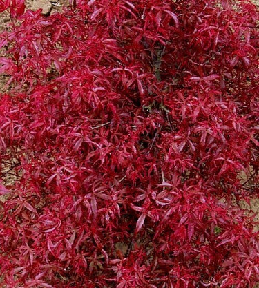 Acer palmatum 'Beni komachi' - mapleridgenursery